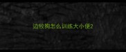 边牧狗怎么训练大小便