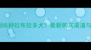 哪里能买到纯种拉布拉多犬最新购买渠道与避坑指南
