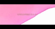 拉布拉多狗肠炎怎么办