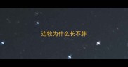 边牧为什么长不胖