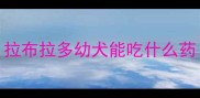 拉布拉多幼犬能吃什么药