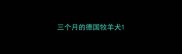 三个月的德国牧羊犬