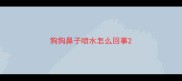 狗狗鼻子喷水怎么回事