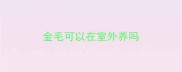 金毛可以在室外养吗
