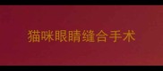 猫咪眼睛缝合手术