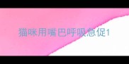 猫咪用嘴巴呼吸急促