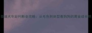泰迪犬年龄判断全攻略从毛色到体型看狗狗的黄金成长期