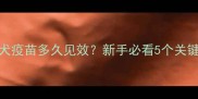 狗狗狂犬疫苗多久见效新手必看5个关键时间点