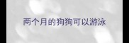 两个月的狗狗可以游泳