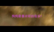 狗狗最喜欢听的音乐