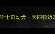 哈士奇幼犬一天四顿饭