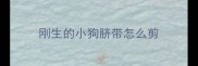 刚生的小狗脐带怎么剪