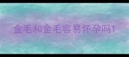 金毛和金毛容易怀孕吗