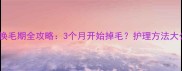 金毛换毛期全攻略3个月开始掉毛护理方法大公开