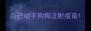 自己动手狗狗注射疫苗