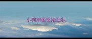 小狗细菌感染症状