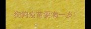 狗狗疫苗要满一岁