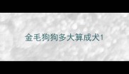 金毛狗狗多大算成犬