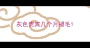 灰色贵宾几个月褪毛