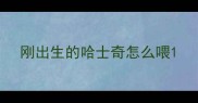 刚出生的哈士奇怎么喂