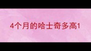 4个月的哈士奇多高