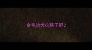 金毛幼犬拉稀干呕