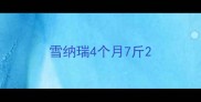 雪纳瑞4个月7斤