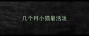 几个月小猫最活泼