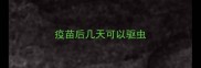 疫苗后几天可以驱虫