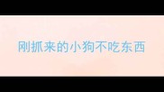 刚抓来的小狗不吃东西