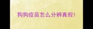 狗狗疫苗怎么分辨真假