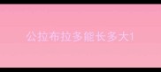 公拉布拉多能长多大