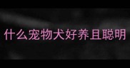 什么宠物犬好养且聪明