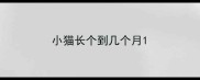 小猫长个到几个月