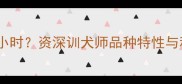 哈士奇狂吠数小时资深训犬师品种特性与科学应对方案