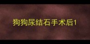 狗狗尿结石手术后