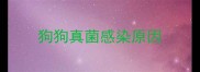 狗狗真菌感染原因
