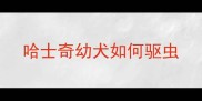 哈士奇幼犬如何驱虫