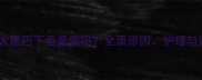 边境牧羊犬尾巴下垂是病吗全面原因护理与训练方法
