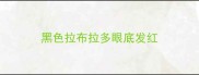 黑色拉布拉多眼底发红