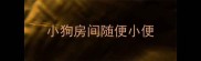 小狗房间随便小便
