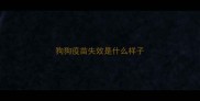 狗狗疫苗失效是什么样子