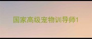 国家高级宠物训导师