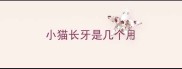 小猫长牙是几个月