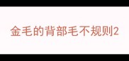 金毛的背部毛不规则