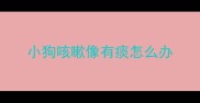 小狗咳嗽像有痰怎么办