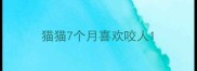 猫猫7个月喜欢咬人