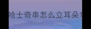 哈士奇串怎么立耳朵