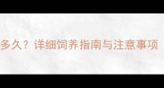 牛头梗成年需要多久详细饲养指南与注意事项附成长阶段