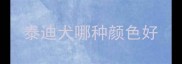 泰迪犬哪种颜色好